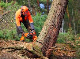Lawn Maintenance Plans in Salem, UT