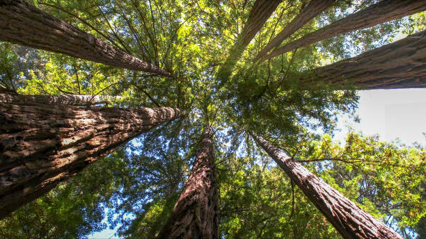 Best Tree Maintenance Programs  in Salem, UT