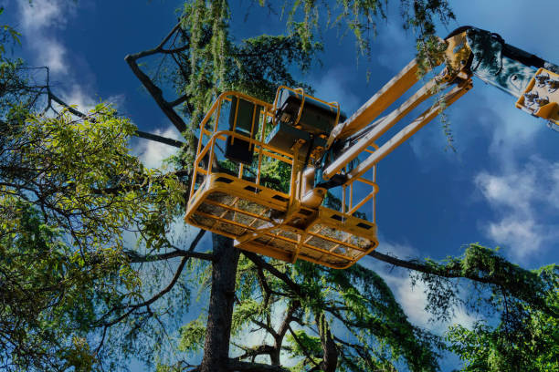 Reliable Salem, UT Tree Removal Solutions