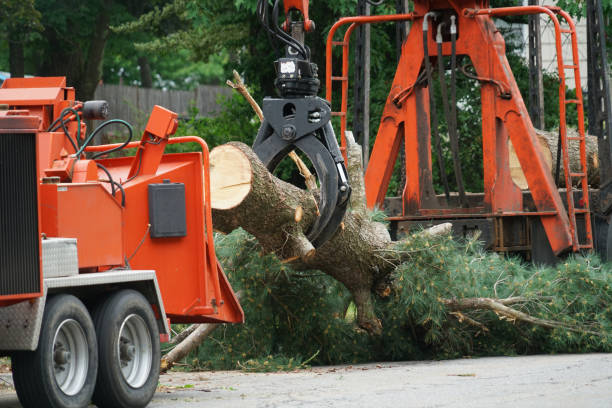 Best Firewood Processing and Delivery  in Salem, UT