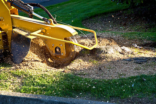 Best Lawn Watering Services  in Salem, UT