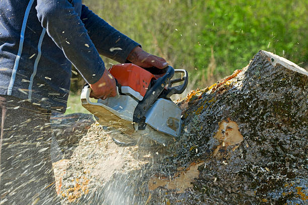 Best Tree Removal  in Salem, UT