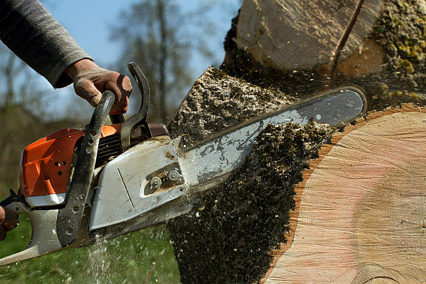 Best Emergency Tree Removal  in Salem, UT